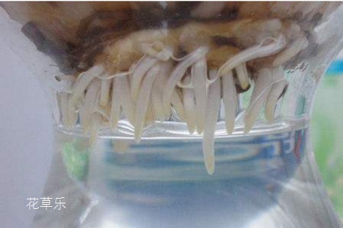 佳能镜头1124——，解锁摄影新维度，探索光影艺术的无尽可能