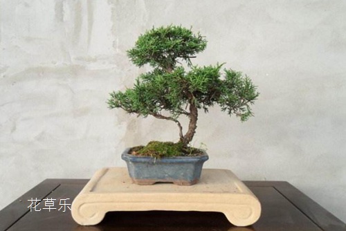 熟荷叶——狠狠色婷婷久久一区二区，夏日里的绿色诗篇